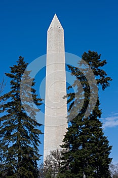 Washington Monument between two trees