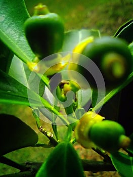 Washington Navel Oranges Forming On The Coast Of Louisiana