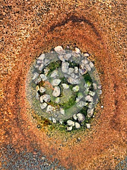 Washington Oaks Natural Rock hole with shells