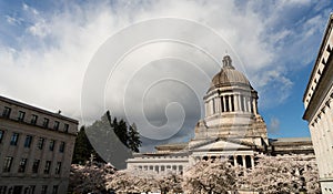 Washington State Capital Building Olympia Springtime Cherry Blossoms