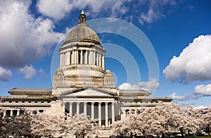 Washington State Capital Building Olympia Springtime Cherry Blossoms Capitol