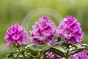 Washington State Coast Rhododendron Flower in full Bloom
