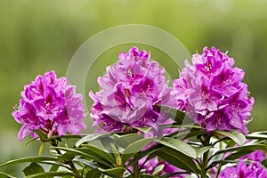 Washington State Coast Rhododendron Flower in full Bloom photo