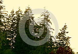 Washington State Evergreen Trees