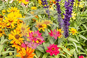 bright colorful garden plants in summer in washington