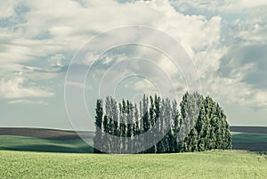 Washington State - Poplar Trees In The Palouse