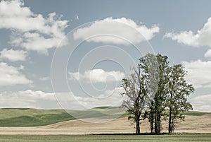 Washington State - Poplar Trees In The Palouse