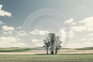 Washington State - Poplar Trees In The Palouse