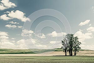 Washington State - Poplar Trees In The Palouse