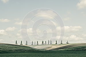 Washington State - Poplar Trees In The Palouse