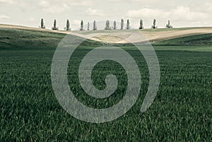 Washington State - Poplar Trees In The Palouse