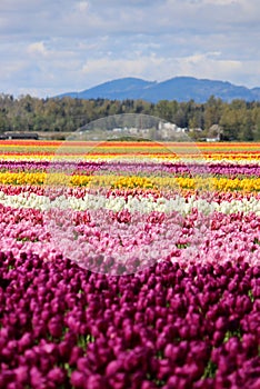 Washington State, Skagit Valley Mulitcolor tulips