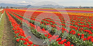 Washington Tulip fields