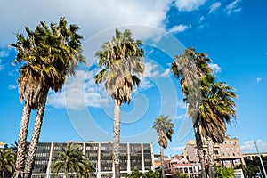 Washingtonia, Californian Palm