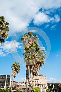 Washingtonia, Californian Palm