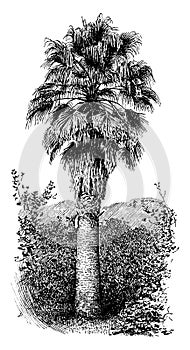 Washingtonia, Filifera, desert, fan, palm, family, Arecaceae, trunk, waxy, leaves vintage illustration photo