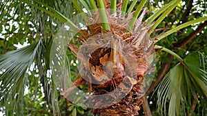 Washingtonia Filifera in a outdoor park.