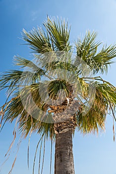 Washingtonia Filifera Palm tree