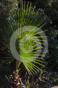 Washingtonia filifera palm tree