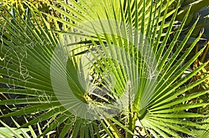 Washingtonia filifera palm tree in the garden of Tenerife,Canary Islands.Tropical plants concept.