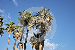 Washingtonia filifera in summer