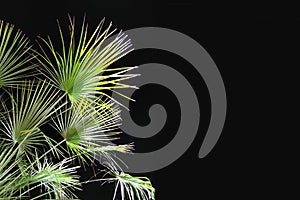 Washingtonia palm leaves on night black sky, copy space