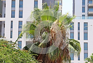 Washingtonia palm, modren buildings