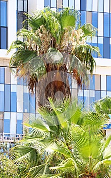 Washingtonia palm, modren office buildings