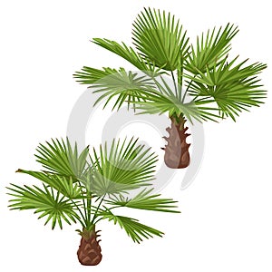 Washingtonia Palm Trees Isolated