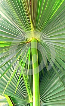 Washingtonia robusta green leaves snap