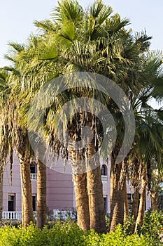 Washingtonia robusta, the Mexican fan palm.