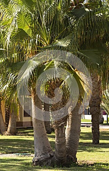 Washingtonia robusta, the Mexican fan palm.