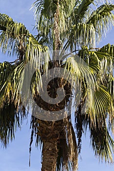 Washingtonia robusta, the Mexican fan palm.