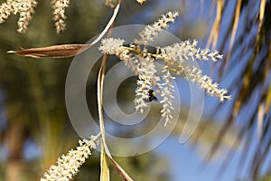 Washingtonia robusta, the Mexican fan palm.