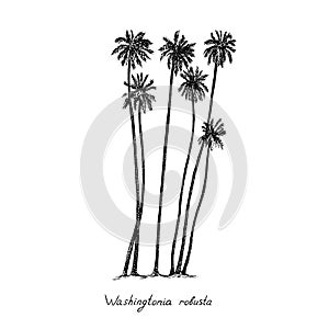 Washingtonia robusta, the Mexican fan palm or Mexican washingtonia trees group silhouette, hand drawn gravure style, vector sketch