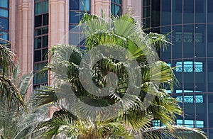 Washingtonia robusta and a modern building.