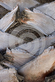 Washingtonia robusta palm bark close up