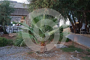 Washingtonia robusta palm grows in September. Rhodes Island, Greece