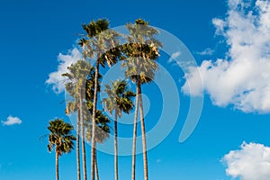 Washingtonia Robusta Palm Trees With Cloudy Sky