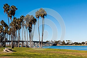 Washingtonia Robusta Palm Trees on Mission Bay in San Diego