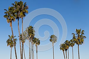 Washingtonia Robusta Palm Trees in San Diego