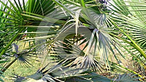 Washingtonia robusta tree green leaves