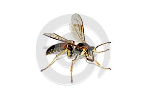 Wasp