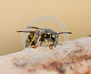 Wasp photo