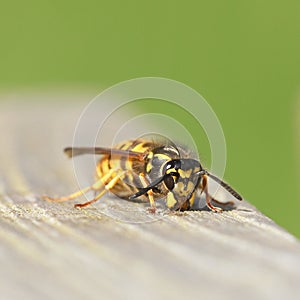 Wasp
