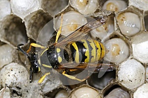 Wasp 2 (vespula) photo