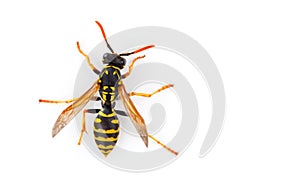 Wasp