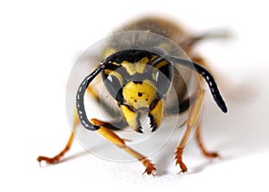 Wasp