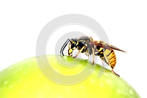 Wasp