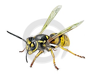 Wasp Aculeata, stinging insect